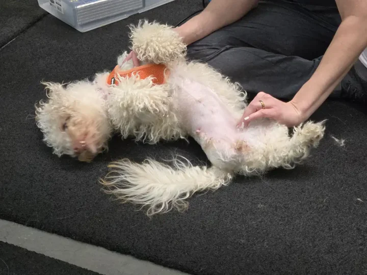 Tripawd Bertie lies on her back while receiving massage