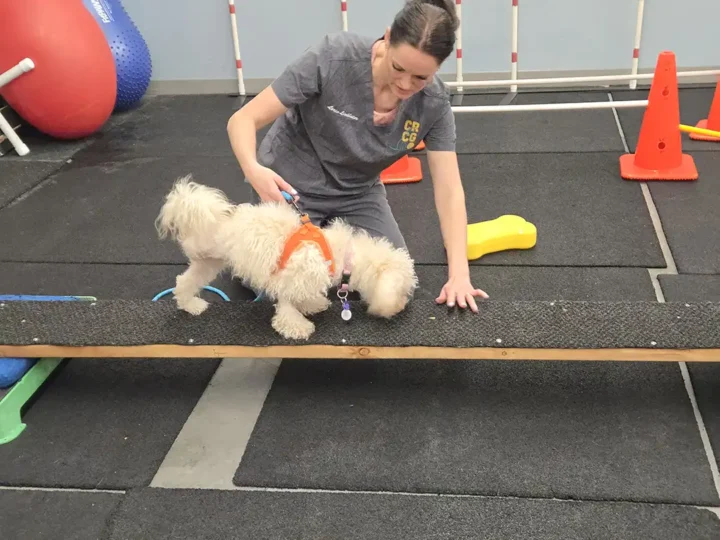 Tripawd Bertie performs balance exercise