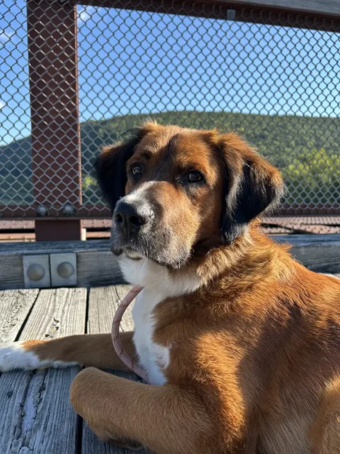 A dog resting on a wooden deck 