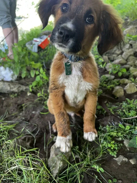 Tripawd Hemi near the water during a fishing trip.