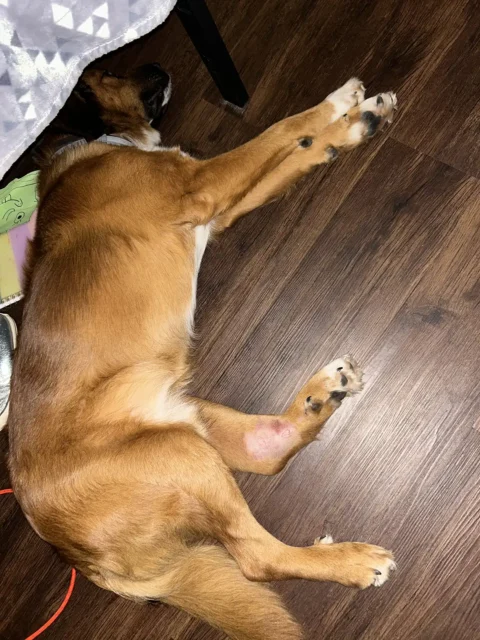 One of the parents of Tripawd Hemi resting indoors