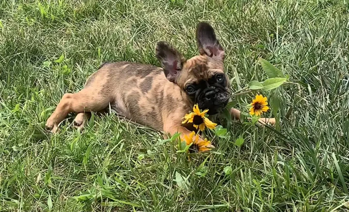 Tripawd Henrí lying in grass next to yellow flowers