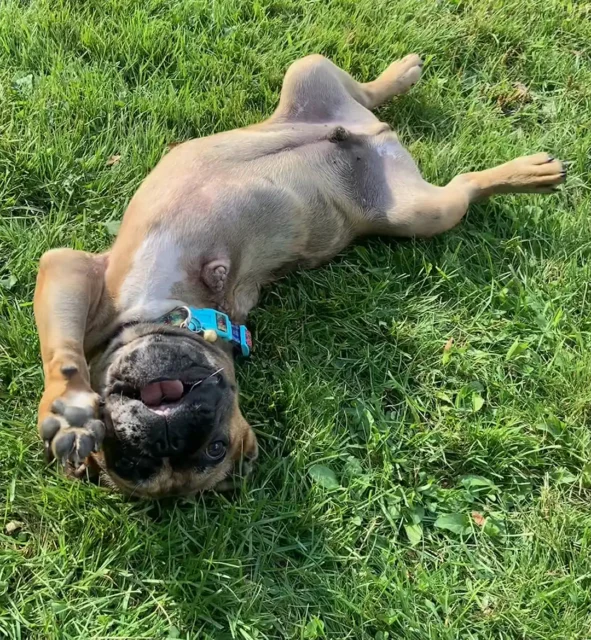 Tripawd Henrí rolling on his back in the grass