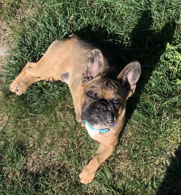 Tripawd Henrí lying in grass