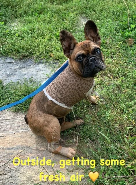 Tripawd Henrí wearing recovery wrap after surgery