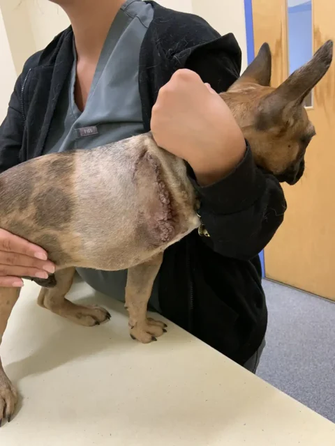 Henrí after front leg amputation surgery