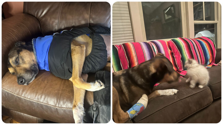 Max adapts post-amputation thanks to Tripawds Foundation donors