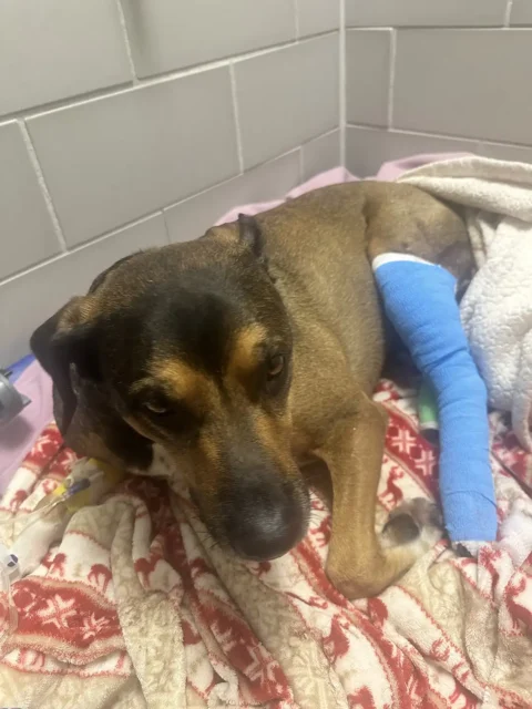 Tripawd Max at the veterinary clinic with a cast on his injured leg