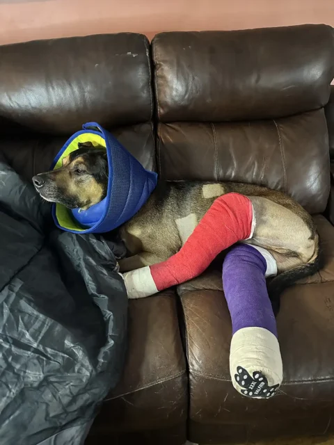 Greman Shepherd with casts on both back legs