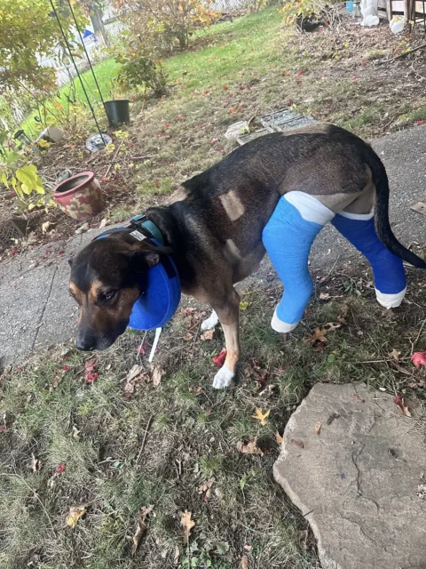 Tripawd Max standing outside wearing
e-collar and casts on both back legs