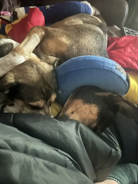 Tripawd Max sleeping curled up with a friend