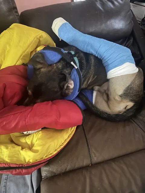 Tripawd Max on a couch with one leg in a cast