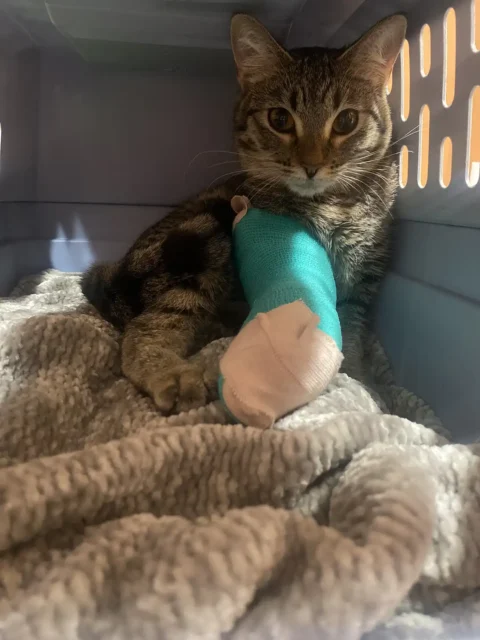 Tri-kitty Titi with bandaged leg after surgery