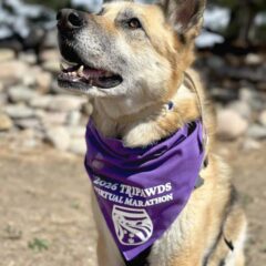 2026 Tripawds Bandana