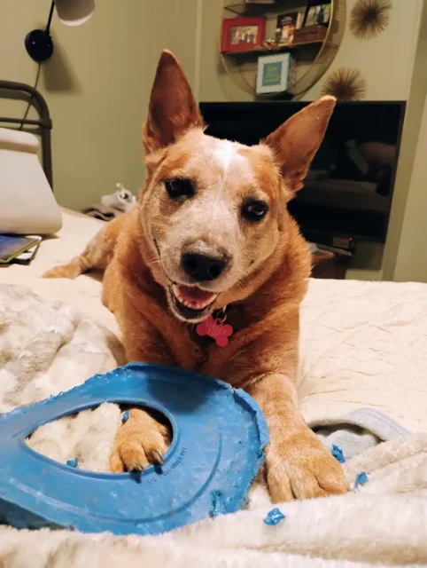 Tripawd Ginger with blue toy on bed