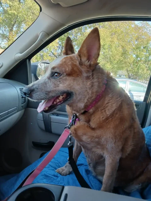 Tripawd Ginger sitting in car with leash