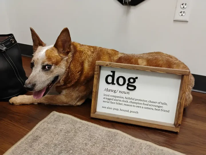 dog lying next to dog sign