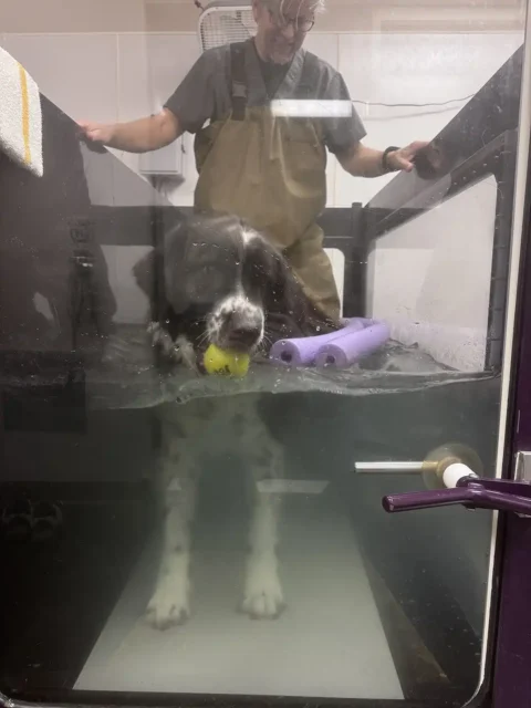 Tripawd Griffin in underwater treadmill with tennis ball