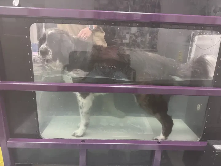 Tripawd Griffin walking in underwater treadmill