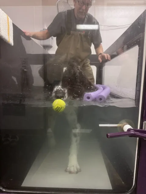 Saint Bernard mix reaching for tennis ball in underwater treadmill