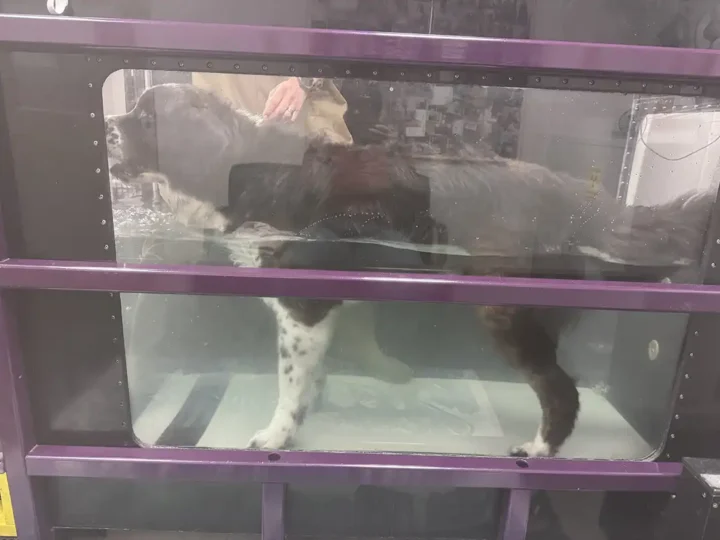 Tripawd Griffin standing in underwater treadmill during rehab