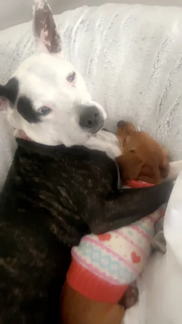 Two dogs cuddling together