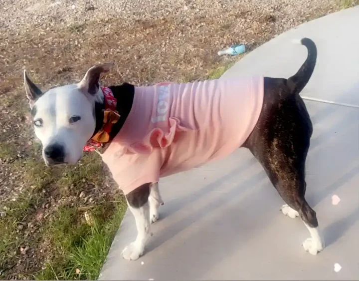 Tripawd Sig standing outside wearing a pink shirt