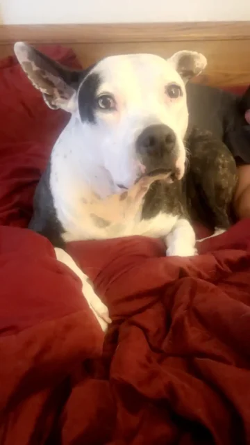 Tripawd Sig resting on a bed