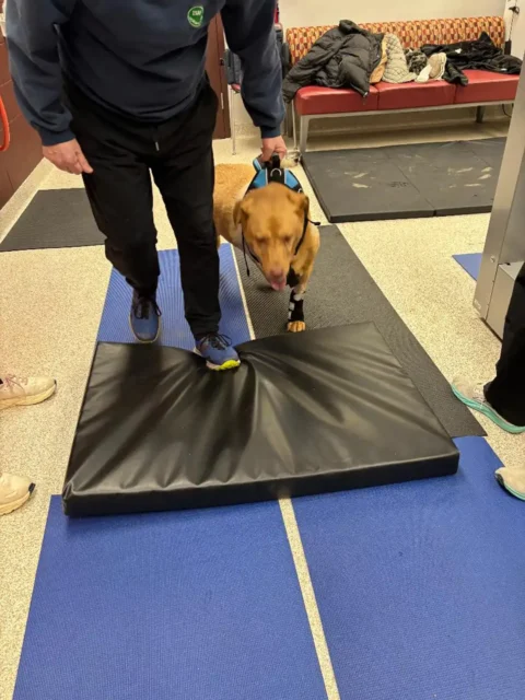 Tripawd Xander walking during rehabilitation therapy