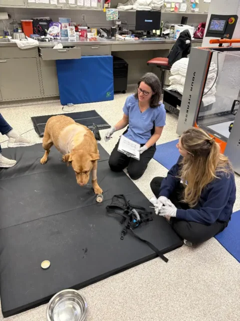 Labrador mix during rehabilitation session