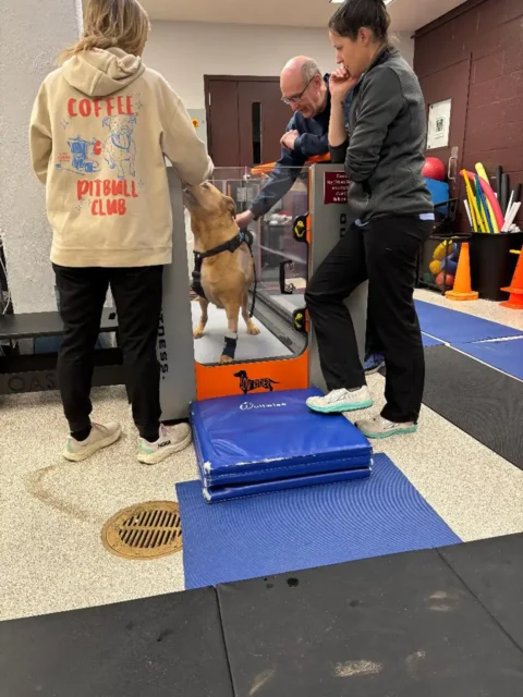 Tripawd Xander using underwater treadmill for therapy