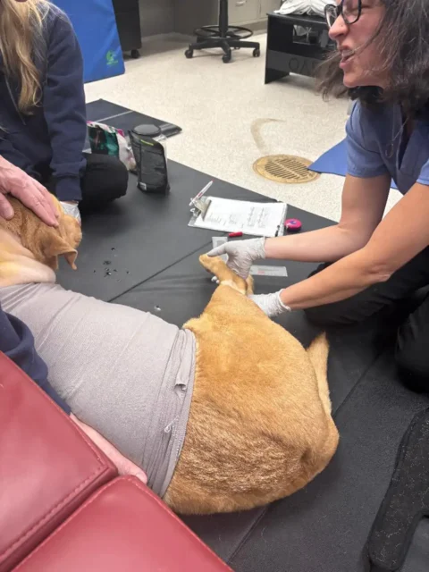 Tripawd Xander receiving rehabilitation therapy support