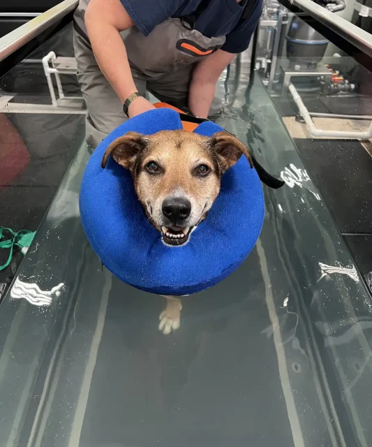 Tripawd Cooper during water treadmill rehab therapy