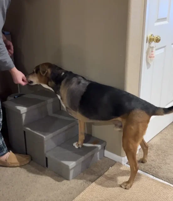 Tripawd Cooper practicing stair rehab exercise
