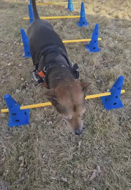 Tripawd Cooper doing step-over rehab exercises