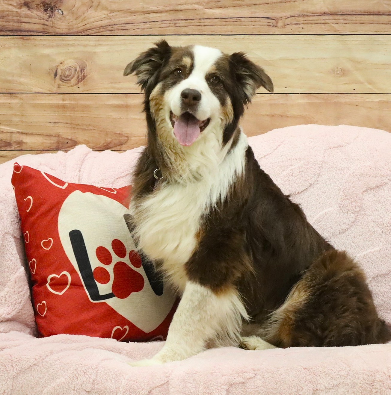 Tripawd Heidi Wagner