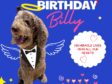 For Billy, on his 17th Heavenly Birthday