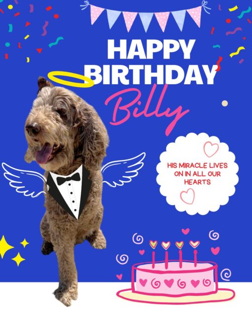 Billy Amore Four Year Tripawd Cancer Survivor Hero
