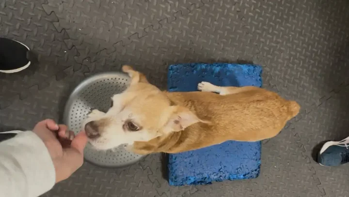 Tripawd Elton practices balance exercises