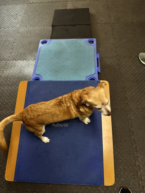 Terrier mix stands on a balance platform