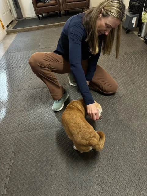 Tripawd Elton performs head-to-hip exercise during rehab
