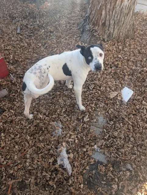 Dog standing in the yard