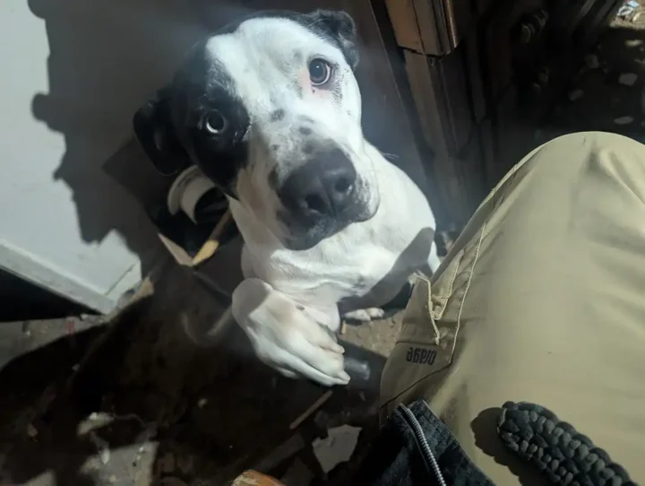 Tripawd Kano looking up with bright eyes