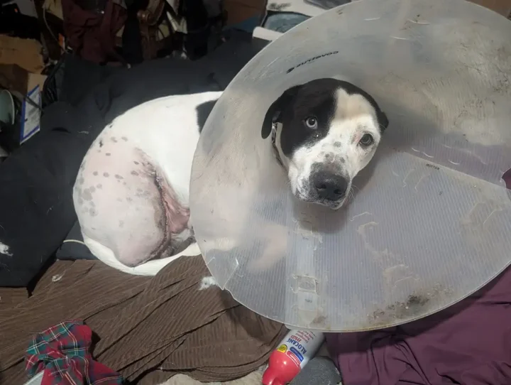 Tripawd Kano recovering after amputation surgery