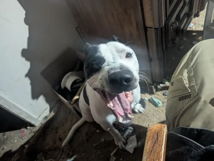 Happy Tripawd Kano smiling