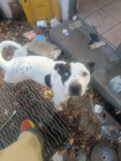 Tripawd Kano standing outside
