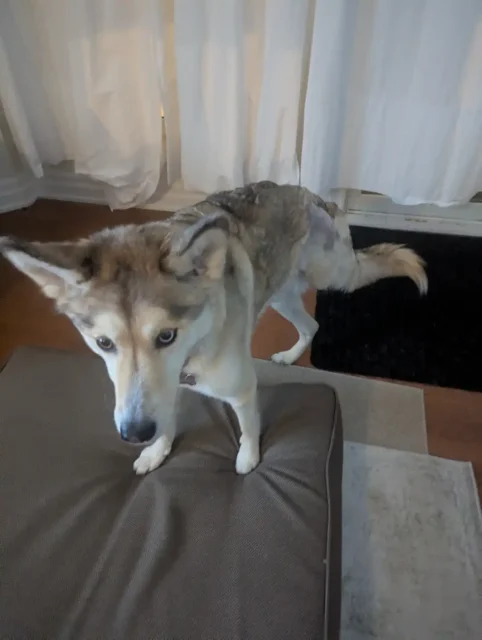 Tripawd Nectar practicing balance exercise during rehab