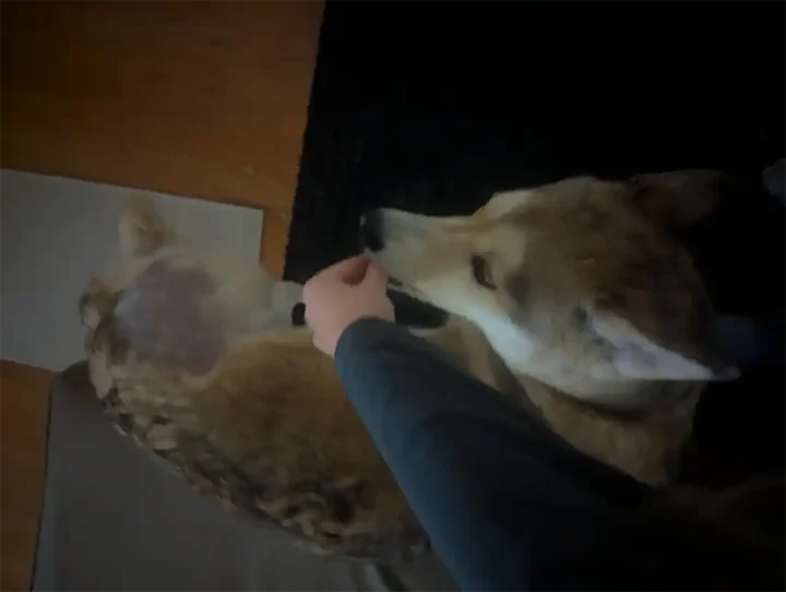 Husky mix practicing a cookie crunch exercise