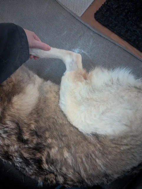 Tripawd Nectar receiving a range-of-motion stretch