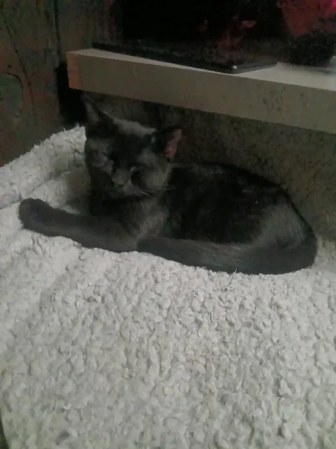 Tri-kitty Nova resting on a fluffy white bed